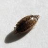 Philoscia muscorum